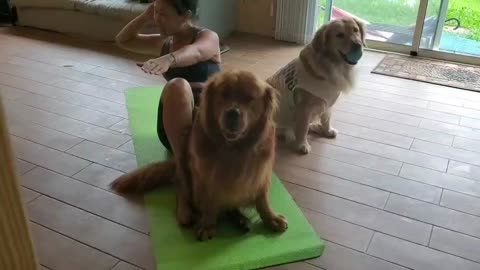 Dogs Help with Ab Day