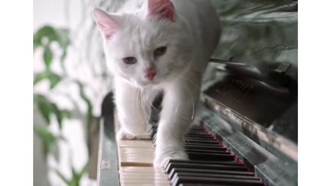 A cat playing the piano—what does that mean?