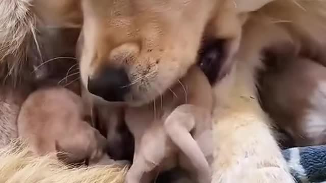 Motherly love by a Dog