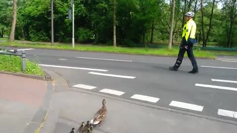 Saving a duck family crossing a busy street in Cologne