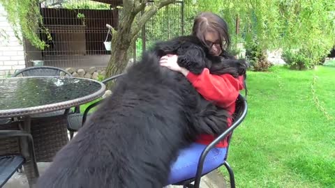 Newfoundland dog thinks he’s a tiny lap dog and wants to cuddle