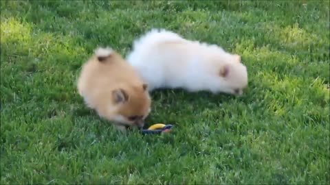 Fluffy Pomeranians Being CUTE /TRY NOT TO AWW!