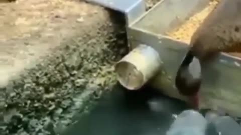 Duck feeding fish