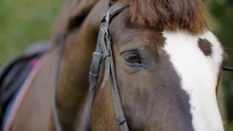 Close-up view of beautiful brown and white horse looking at camera