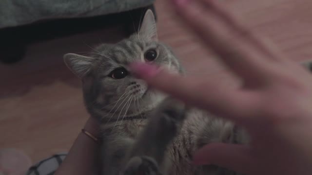 PLAYING WITH THE CAT