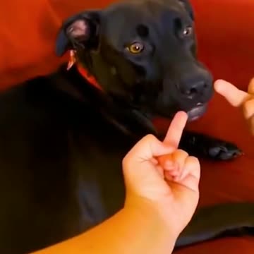 Best Funny Dogs and Cut. New Funny animals video 2011!!!