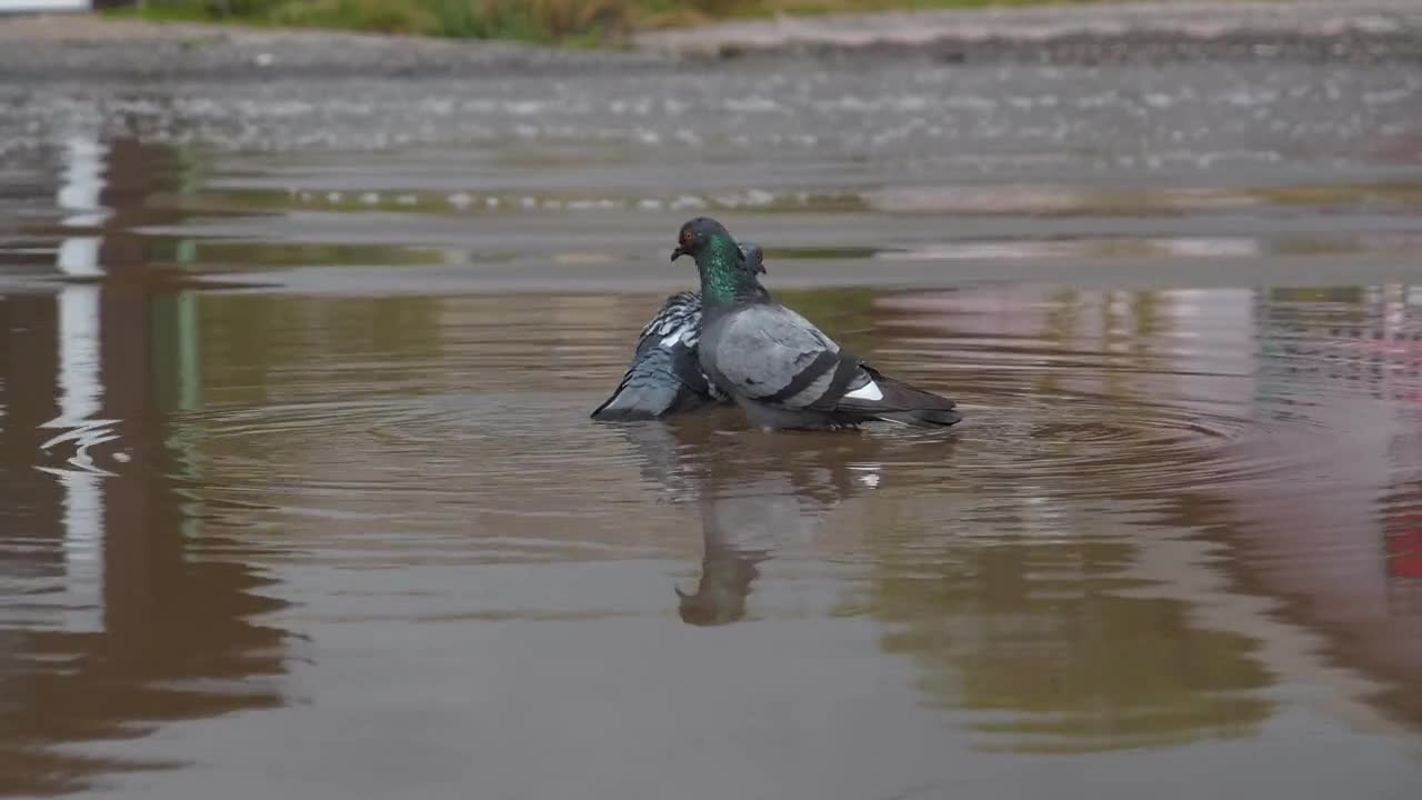 Two pigeons swim in a puddle