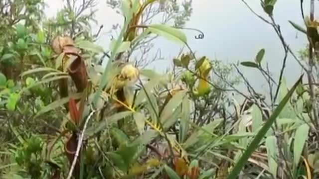 Climbing the Summit | Expedition Borneo | BBC Earth