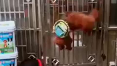 Funny dog