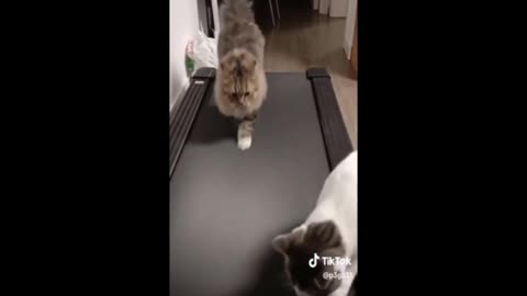 Exercise For Cats