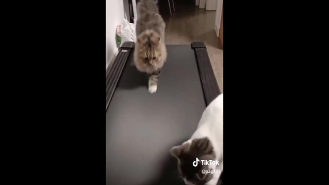 Exercise For Cats