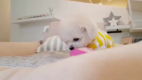 Cute Puppies🤩 Cute Funny and Smart pet Compilation🤩