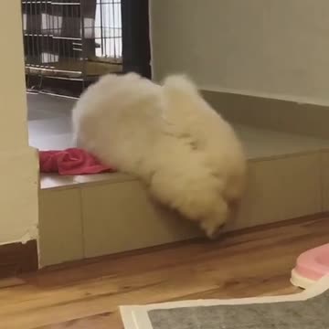 Esponjoso cachorro de chow chow conquista un escalón alto
