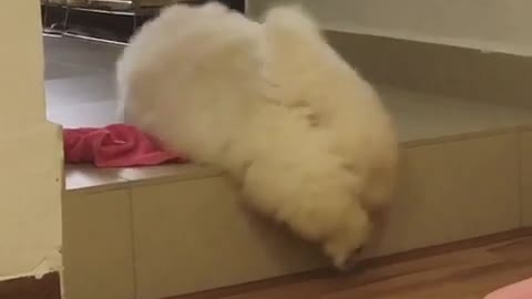Esponjoso cachorro de chow chow conquista un escalón alto