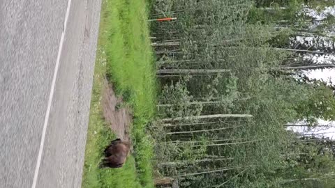 17 July Buffalo