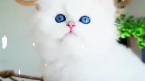 Cute pusy cat