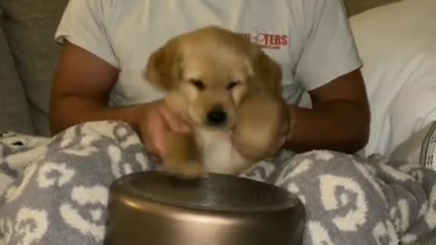 Cute puppy playing drum