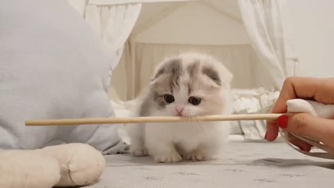 Cute kitten video play at home