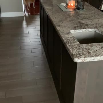 A yellow lab excited for dinner 😂