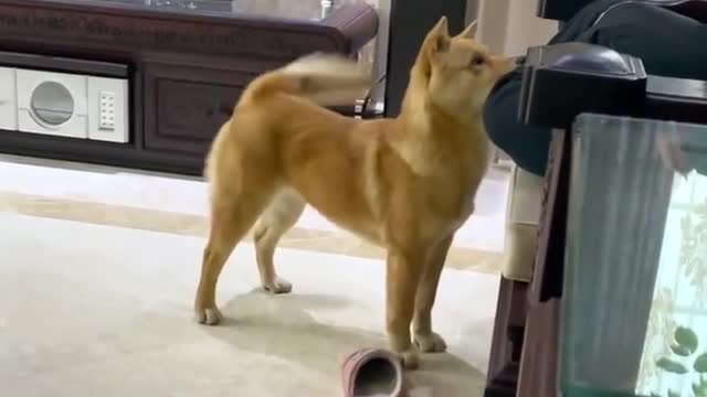 Have you ever seen a dog wagging its tail like this?