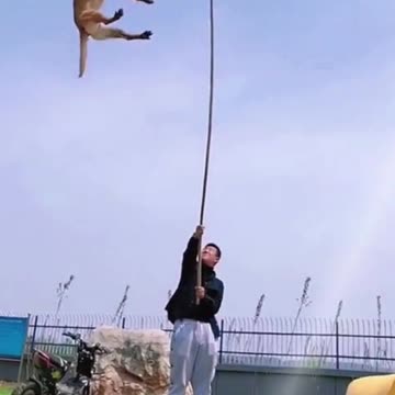 Dog Training | Dog Jump