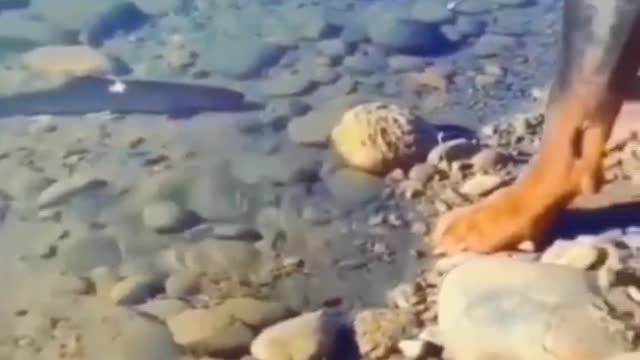 Rottweiler dog attacking fish aggressive mood