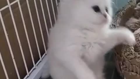 Little white cat who likes feathers