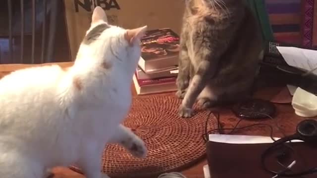 Funy cats fight