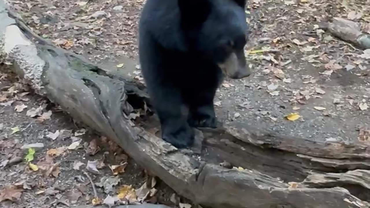 Black Bear Cub Afraid Of Bubbles