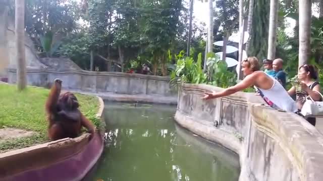 Clever orangutan makes a fair trade with human