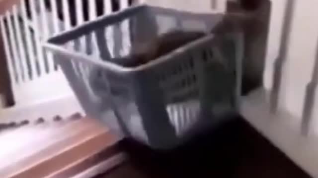 Funny Cat Rides Down Stairs in a Laundry Basket #shorts