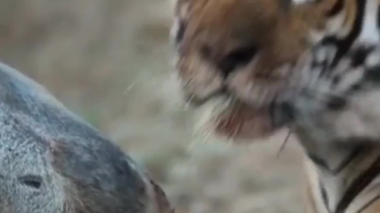 Wildlife in closer view with a natural perspective.