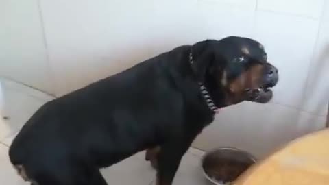 Doggo sounds exactly like DMX