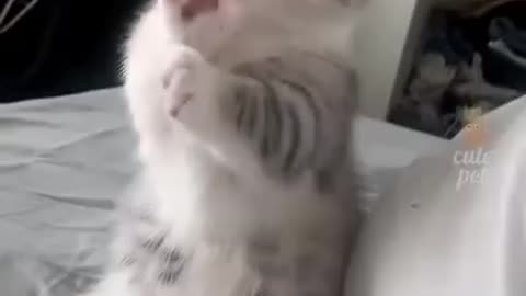 Funny cat