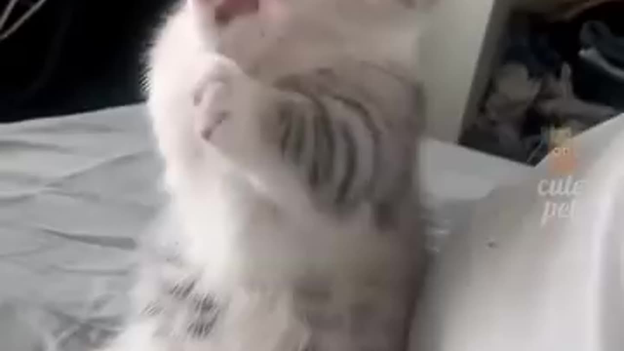 Funny cat