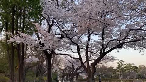 cherry blossoms and sunset