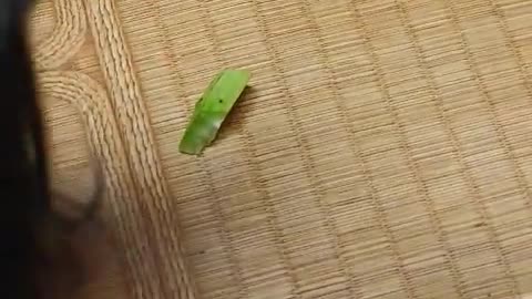 Cucumber eating puppy