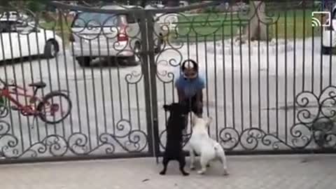 Kid Funny Dance