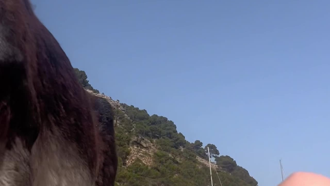 Sunbathing With a Donkey on the Beach