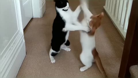 Epic Cat Fight