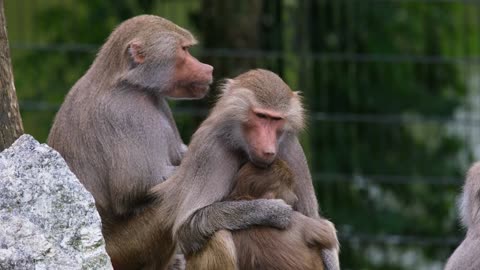 Baboon Troops Clash Over Territory | Life | BBC Earth