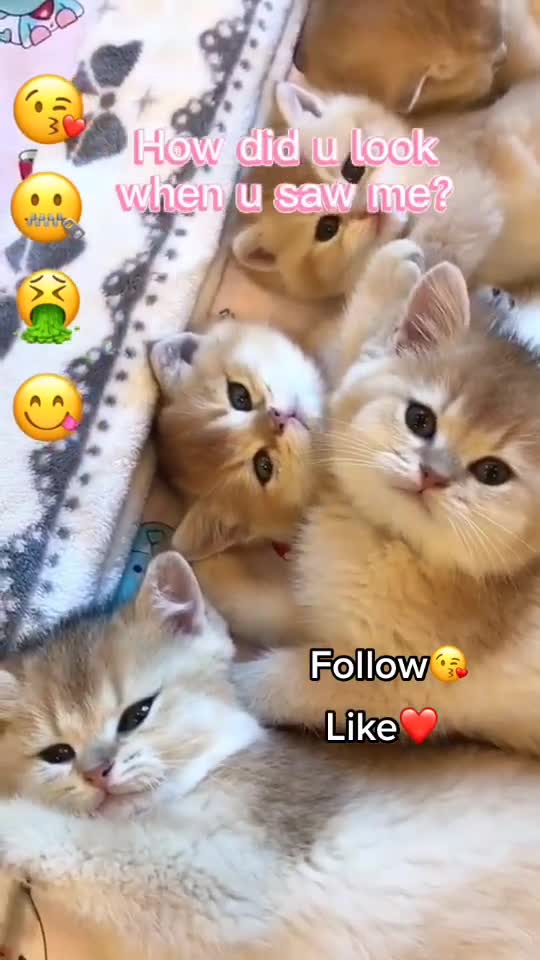 Cute Cat's Life 2021