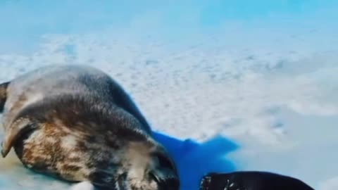 Helicopter 🚁 and animals funny moments, part 15