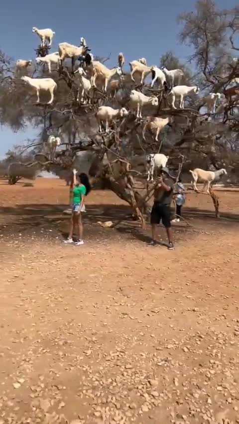 Η ΚΑΤΣΙΚΙΑ ΚΑΙ Η ΦΩΤΟ.