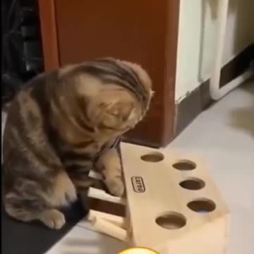 Funny Cat Reaction😂 | Funny Videos