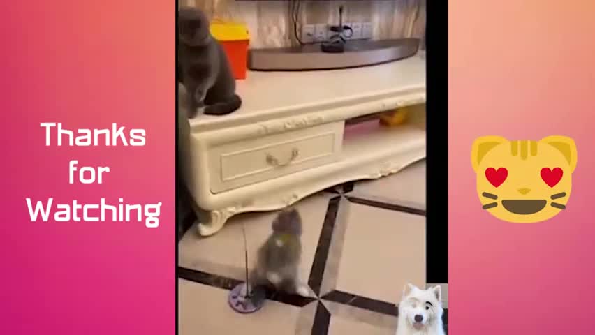 🤪🤣 Cute Pets Videos Funny Animals Cute and Funny 🤪🤣