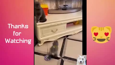 🤪🤣 Cute Pets Videos Funny Animals Cute and Funny 🤪🤣