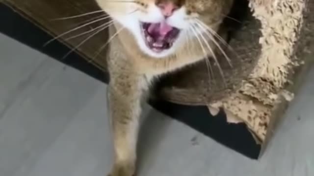 Angry Cat