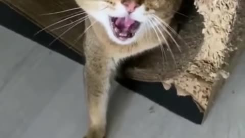 Angry Cat