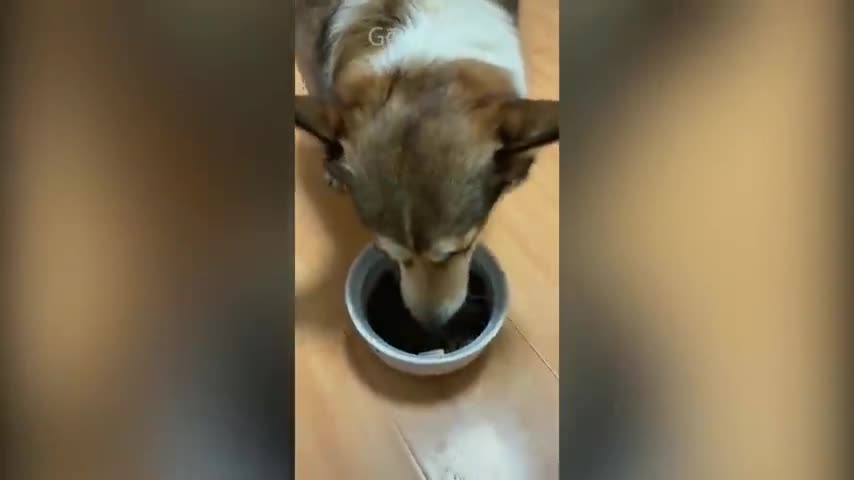 cat-reaction-to-cutting-cake-funny-dog-cake-reaction-compilation